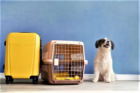 international pet relocation services.